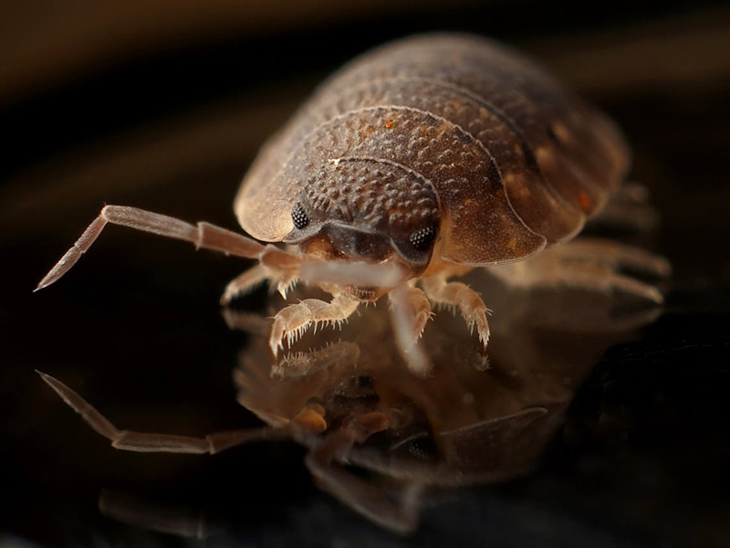 Schädlingsbekämpfung: Bettwanze vergrößert
