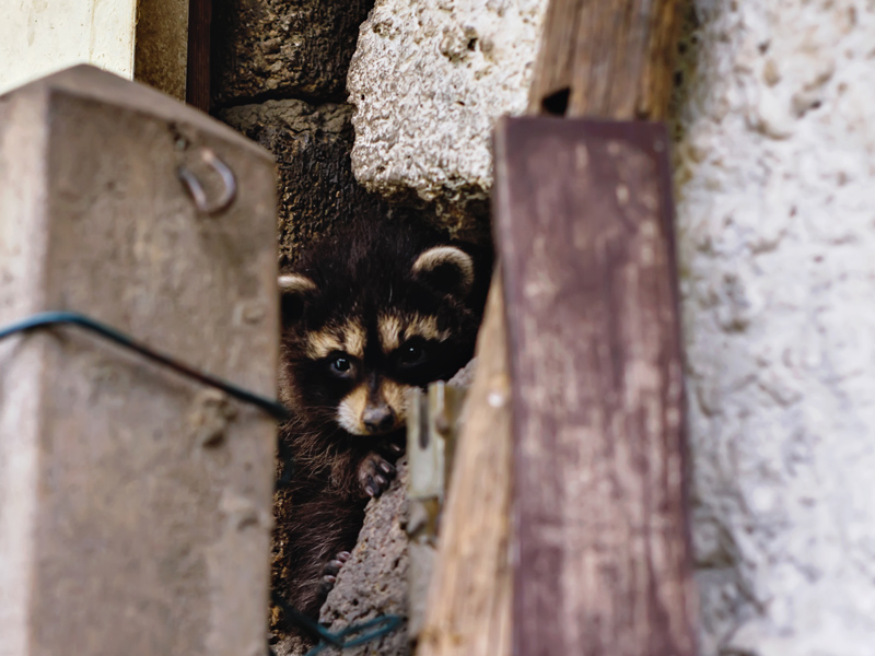 Wasbär schaut aus einem Mauerversteck hervor