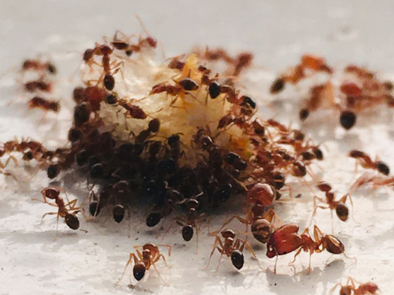 Schädlingsbekämpfung von vielen Ameisen