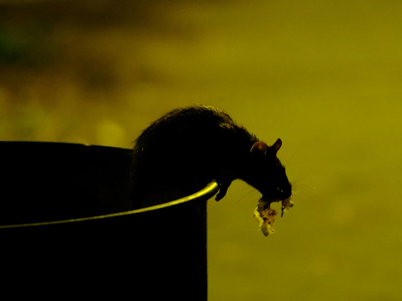 Schädlingsbekämpfung: Eine Ratte sitzt in einer Tonne. 