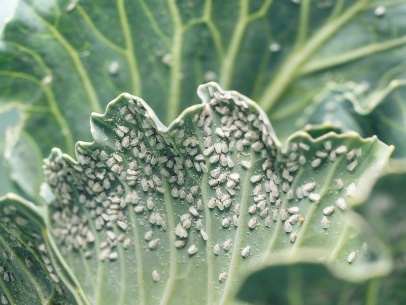 Schädlingsbekämpfung: Schädlinge befallen eine Pflanze