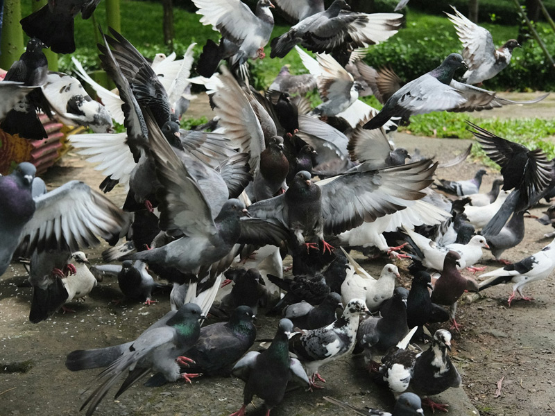 viele Tauben