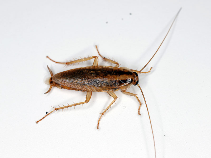 Schädlingsbekämpfung Schabe (Kakerlake)