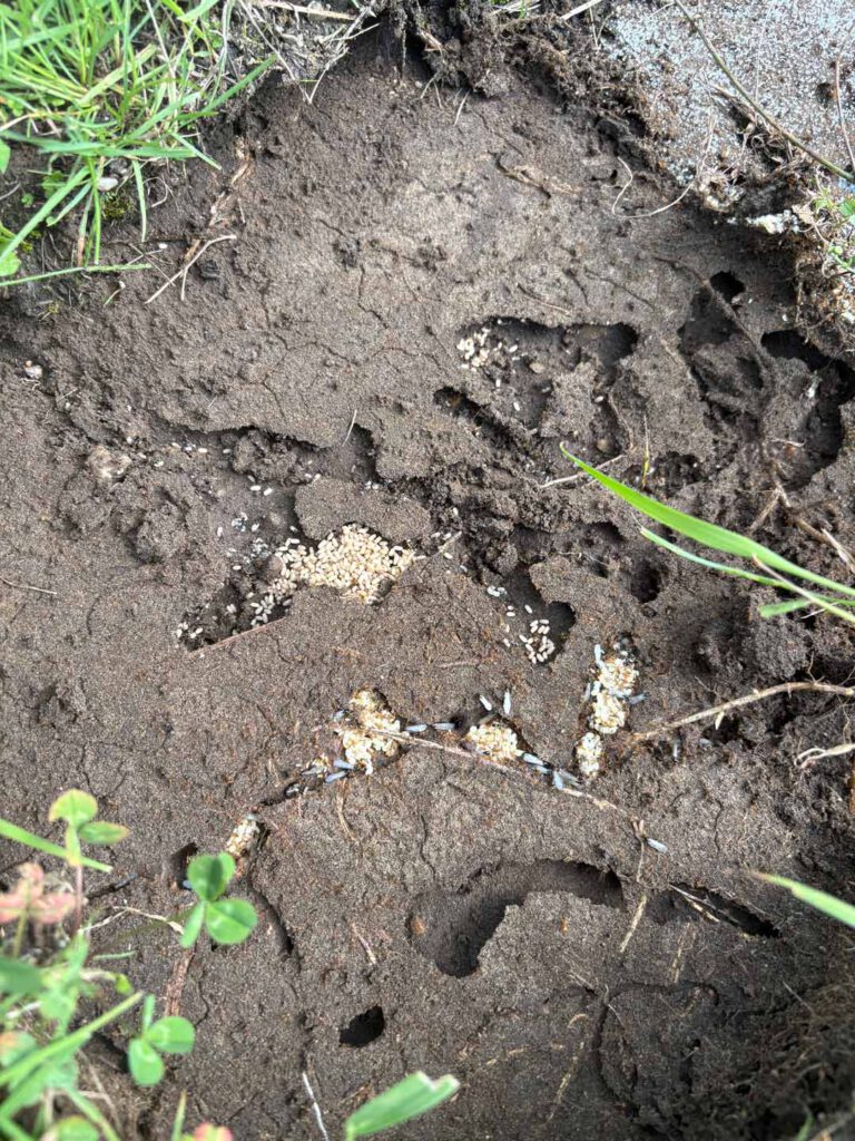Nest mit Ameiseneiern in der Erde