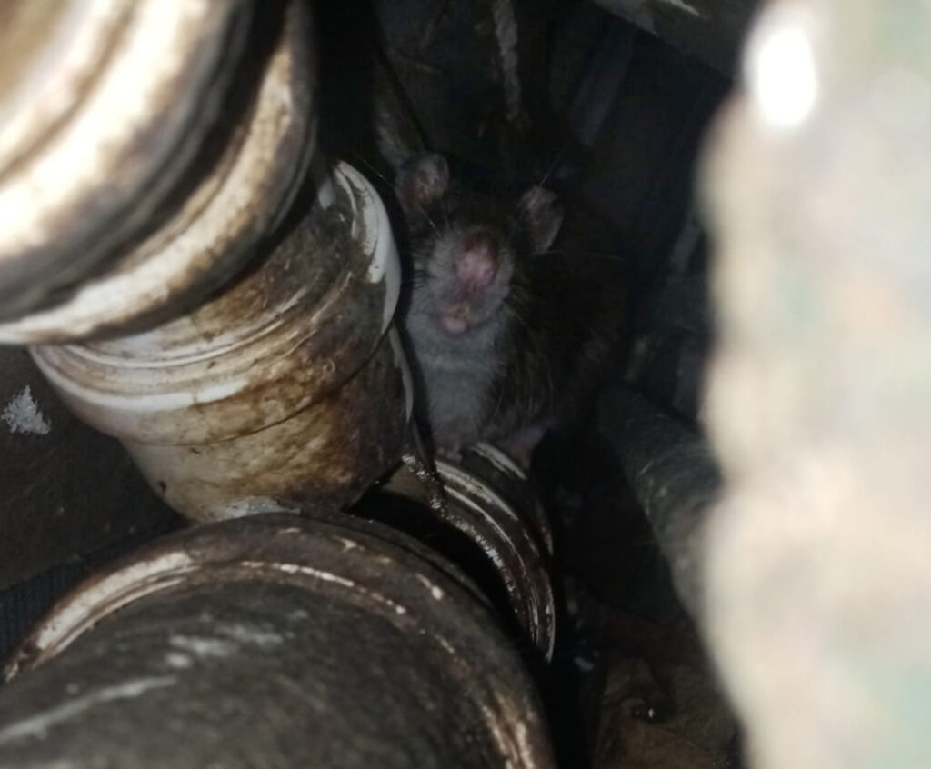 Maus schaut zwischen Rohren hervor.